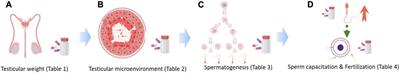 Effects of clinical medications on male fertility and prospects for stem cell therapy